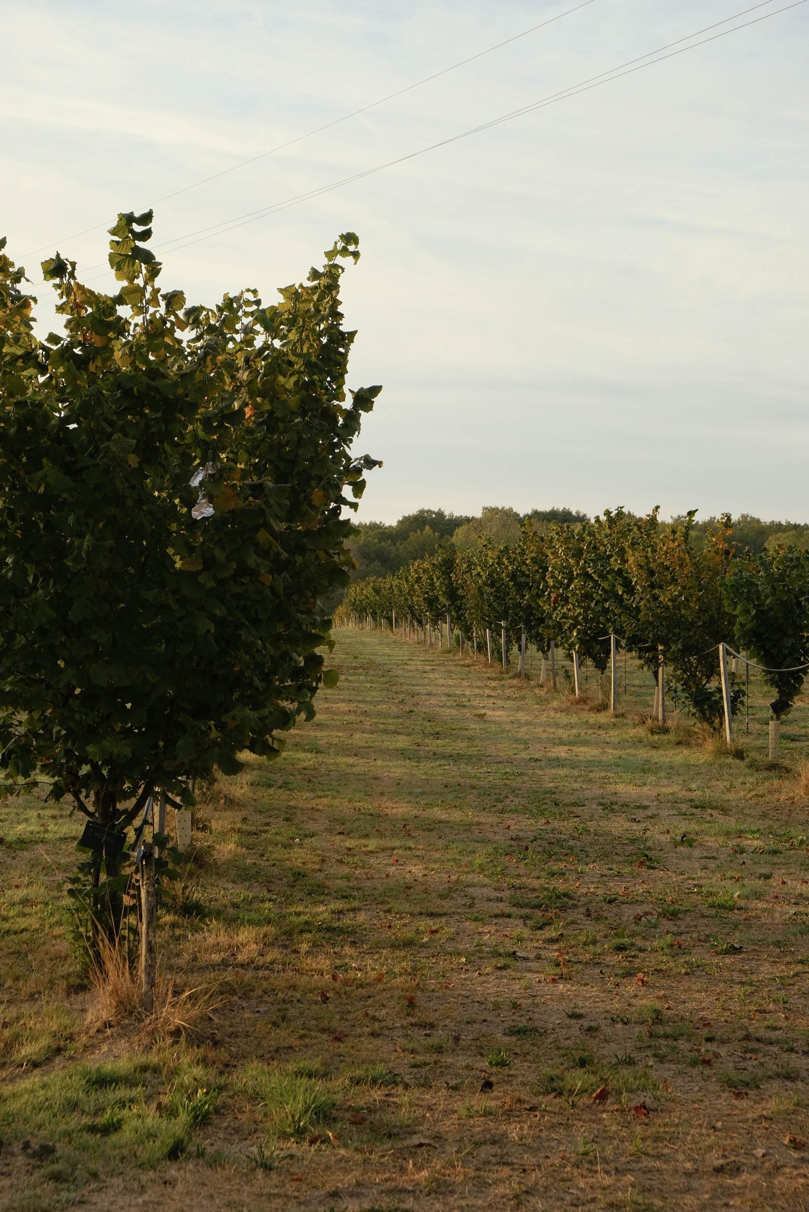 Vergers SOL en Centre-Val de Loire