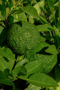 Yuzu bio de France cultivé dans les vergers SOL