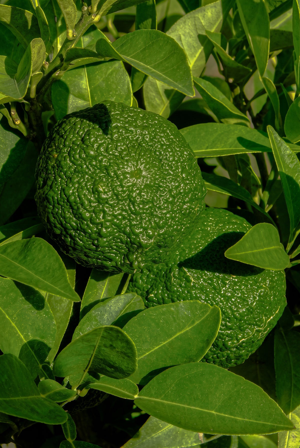 Yuzu bio de France cultivé dans les vergers SOL