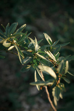 Poudre d'amandes bio